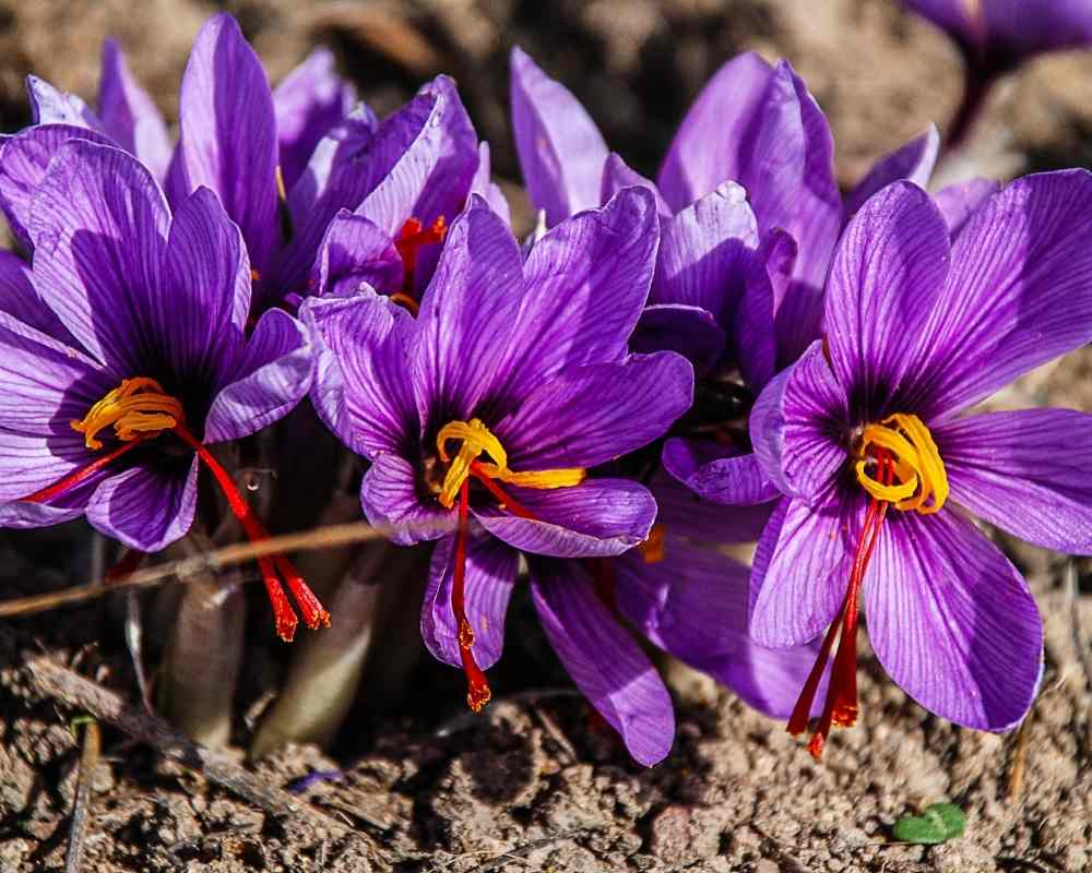 Crocus sativus flowers to illustrate the caretonoid dye compound in saffron