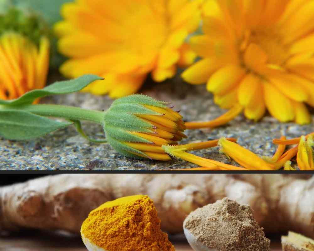 Marigold and turmeric dye plants containing the flavoinoids compound to illustrate natural dyes and chemistry