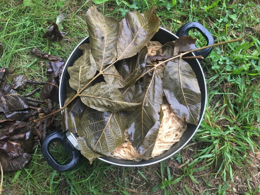 Yarn dyed with walnut leaves in a pot and set to cool down on grass