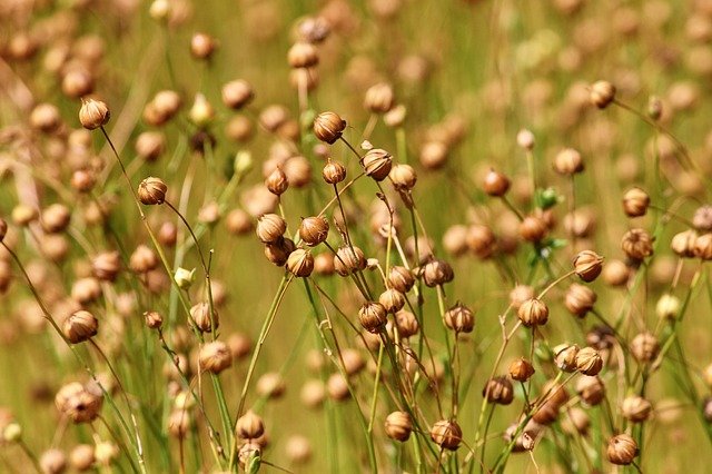 flax field in summer