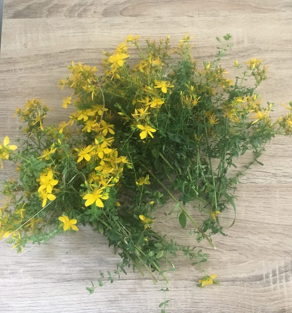 St John's Wort and natural dyeing | The Fox and The Knight