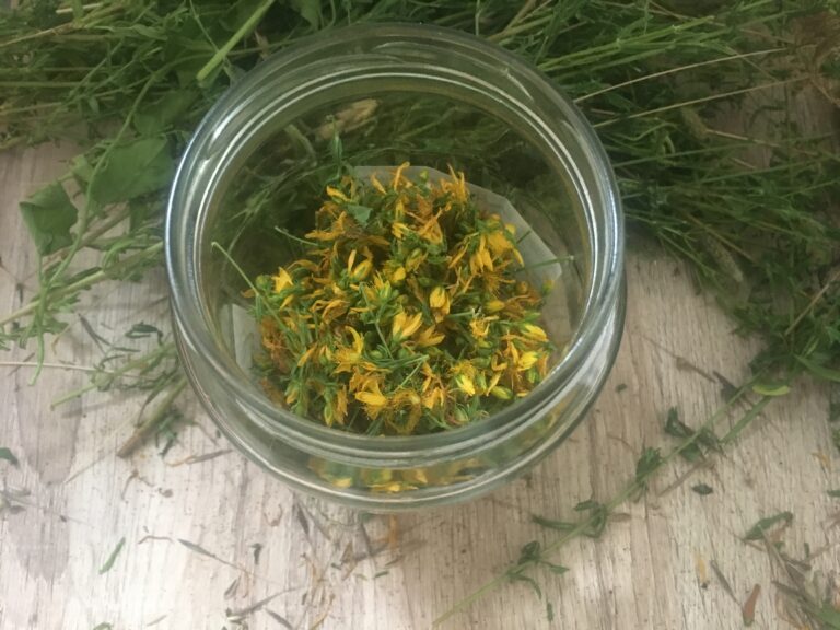 Cut flowers of St John's Wort in a jar to make hypericum perforatum medicinal oil